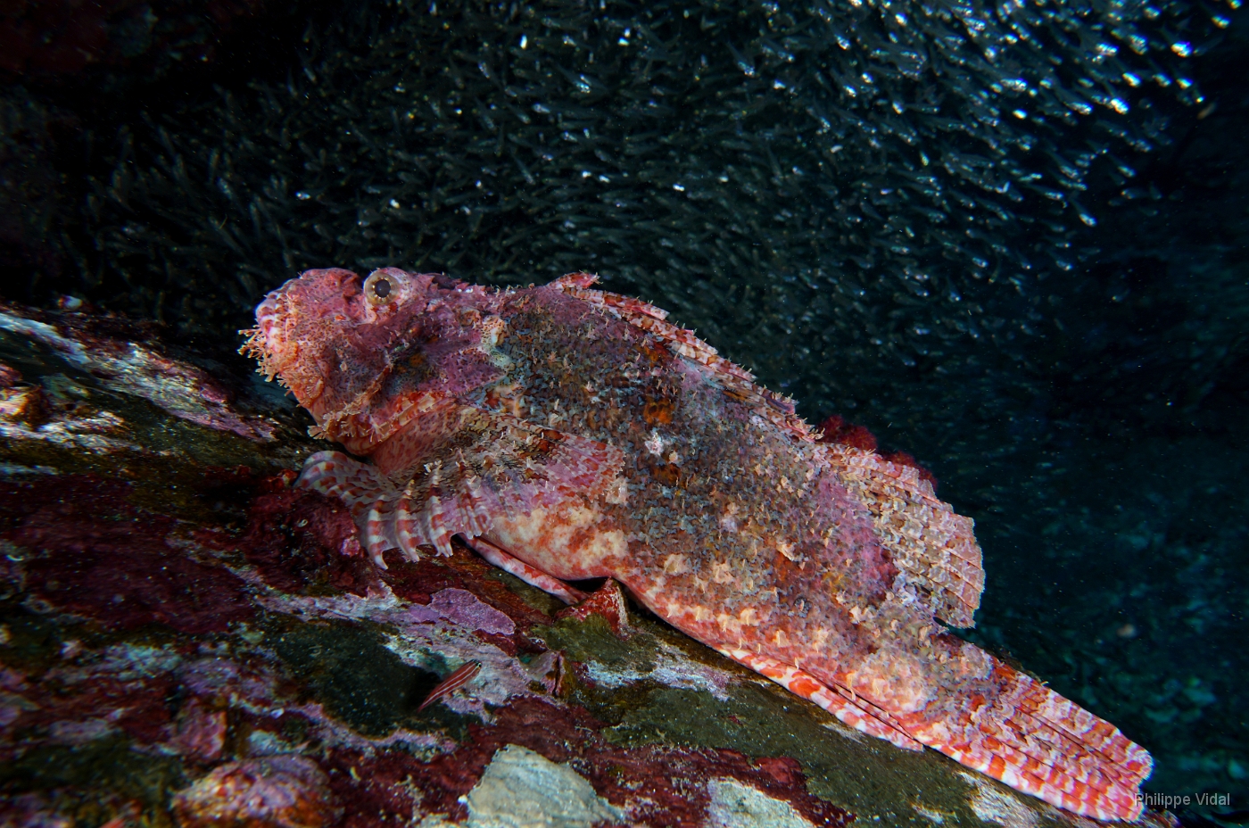 Birmanie - Mergui - 2018 - DSC02759 - Tasseled scorpionfish - Poisson scorpion a houpe - Scorpaenopsis oxycephala.jpg